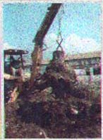 Digging Out The Burls